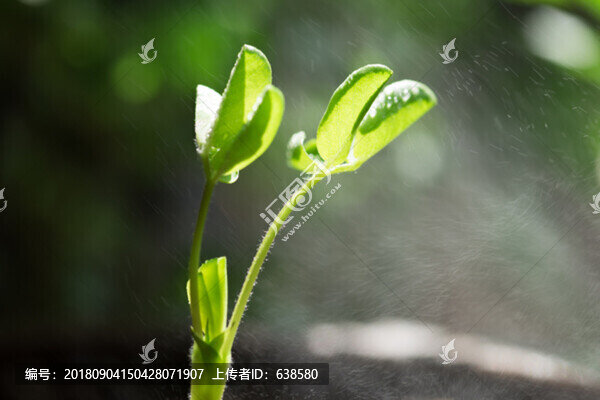 花生發(fā)芽