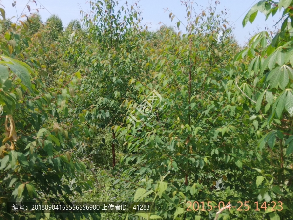 桉樹