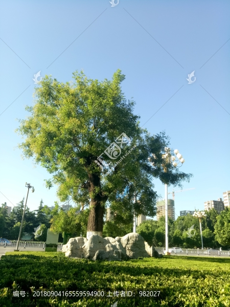 古槐樹