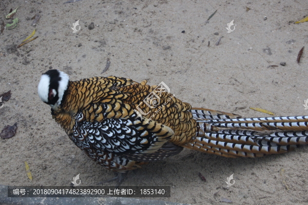 鳥類