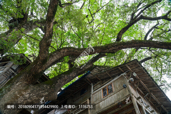 廊橋邊千年古樹