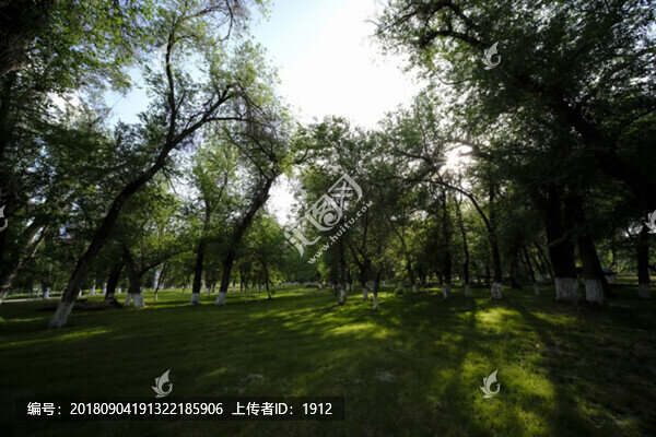 綠樹林
