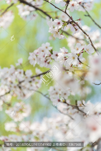 櫻花特寫