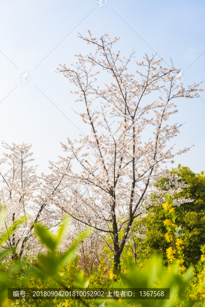 櫻花樹(shù)