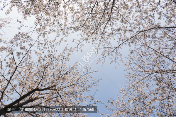 浪漫櫻花