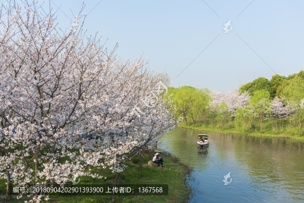 顧村公園櫻花節(jié)