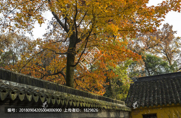 楓樹