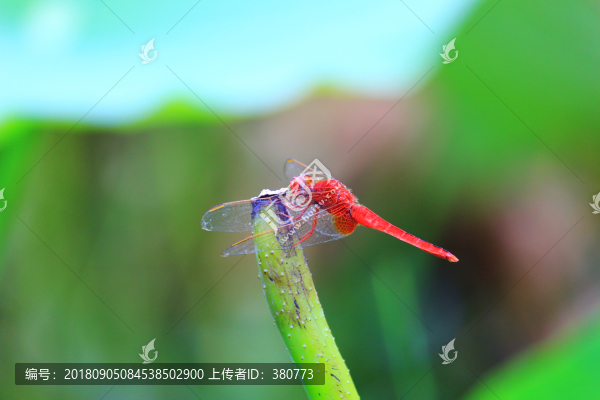 蜻蜓