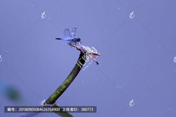 蜻蜓