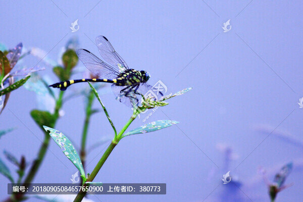 蜻蜓