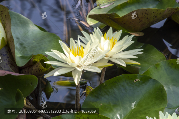白蓮花