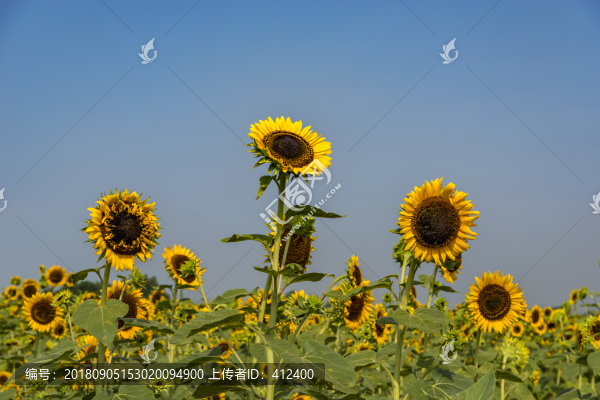 向陽花