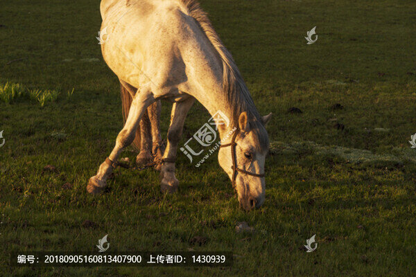巴里坤八個鹿溝
