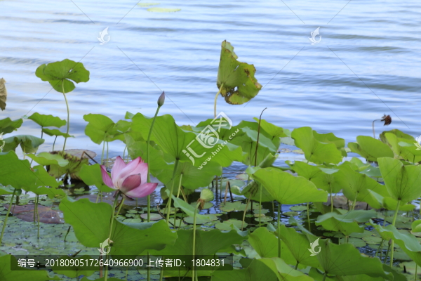 荷花