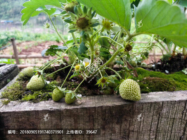 草莓