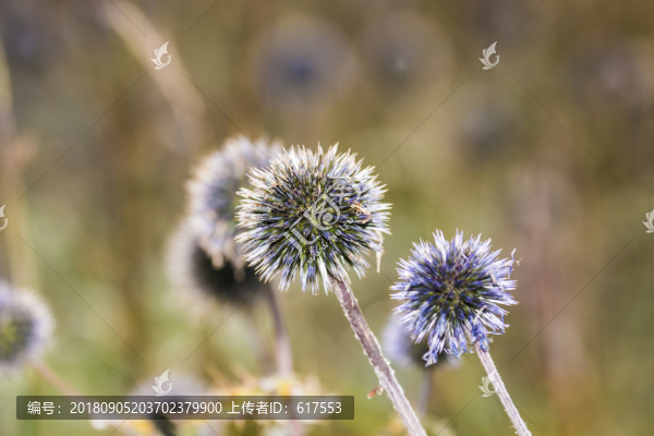 藿香薊花球