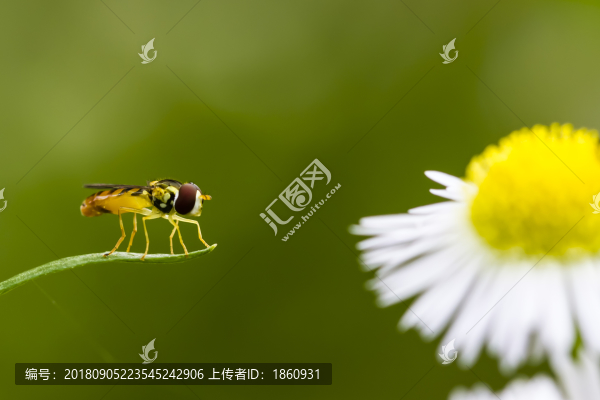 盯