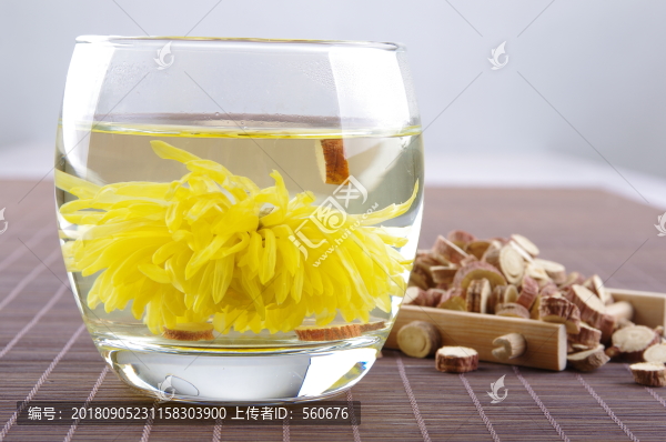 金絲皇菊