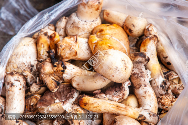 大蘑菇
