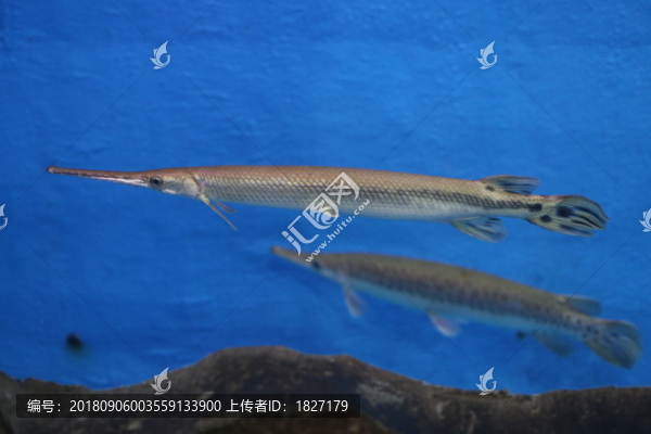 雀鱔