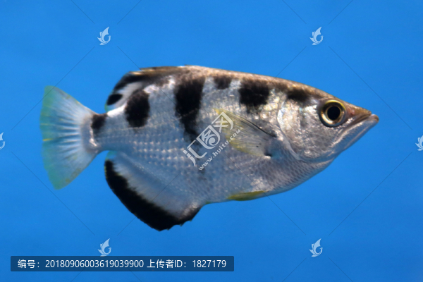 射水魚