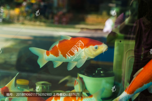 水族館觀賞魚