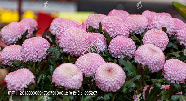 雛菊