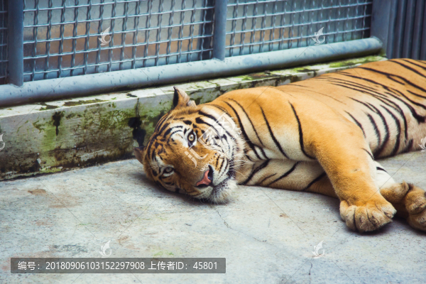 趴著的老虎