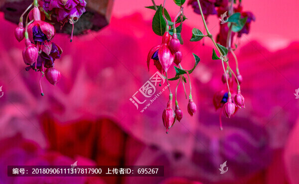 燈籠花圖片