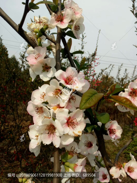 桃花