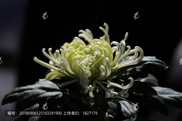 菊花