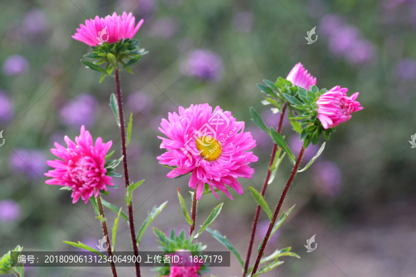 太陽菊