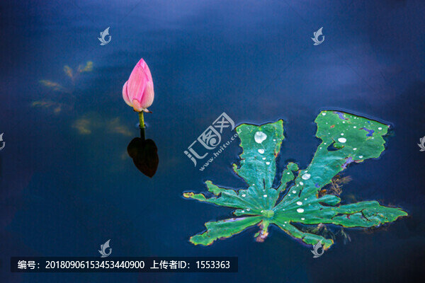 秋荷