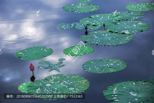雨荷