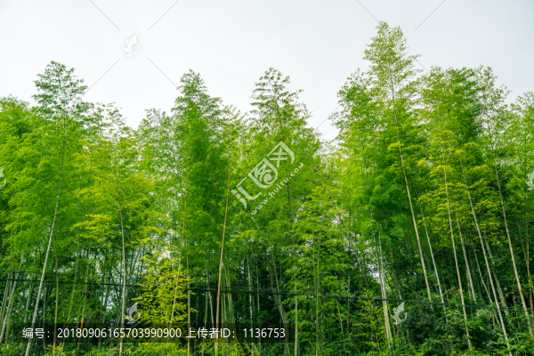 竹林