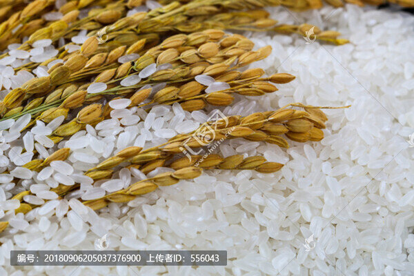 盤錦大米特寫