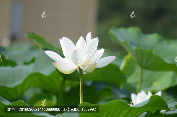 白蓮