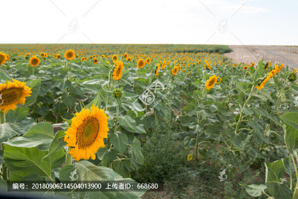 向日葵