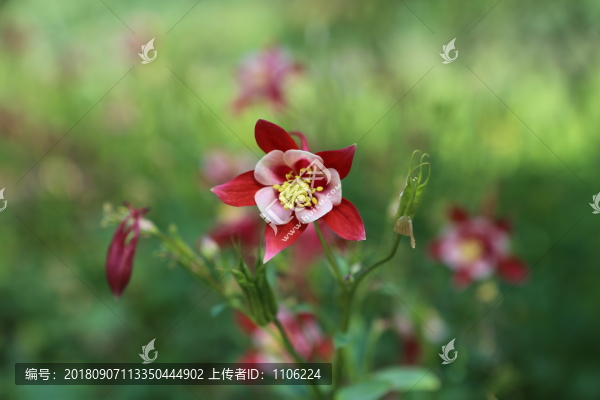 耬斗菜