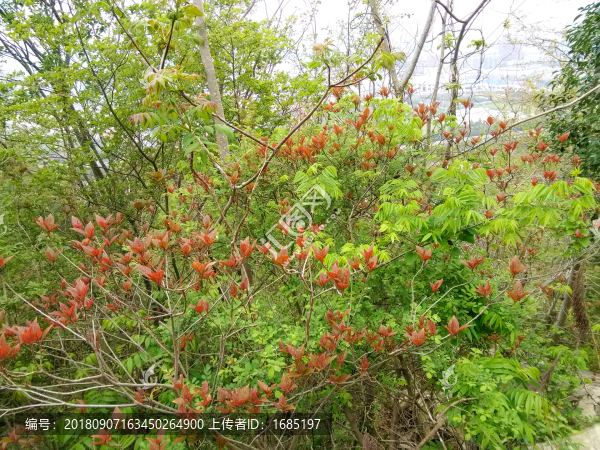 山花