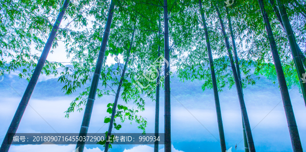 竹