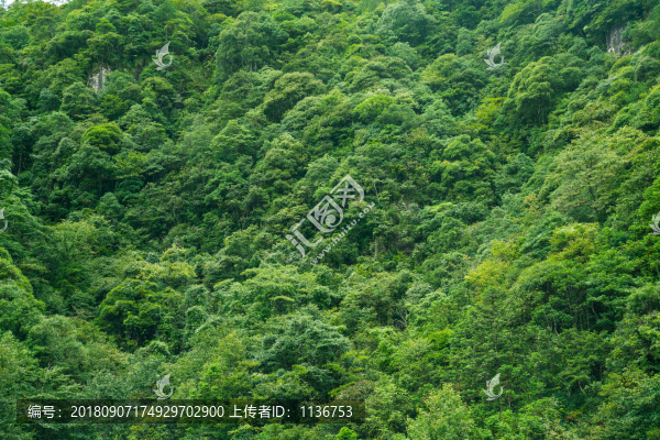 綠色森林背景