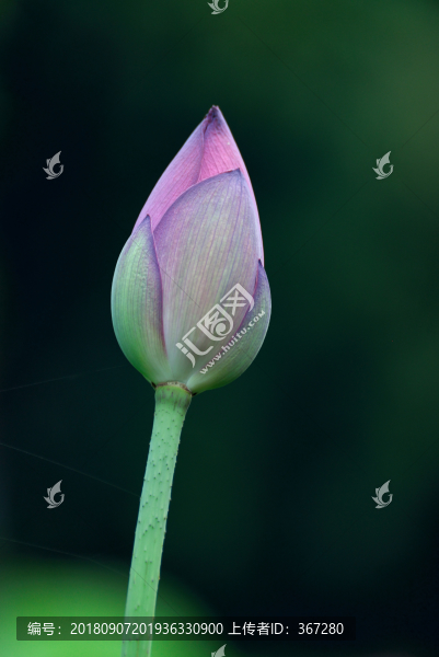 荷花花苞