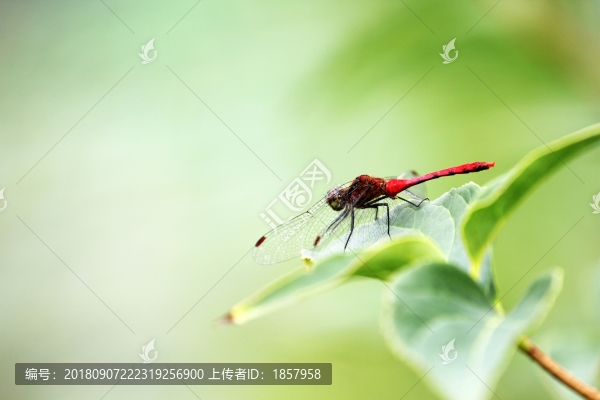 蜻蜓