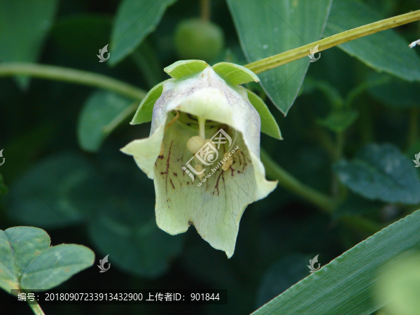重慶巫山特產(chǎn)廟黨花朵