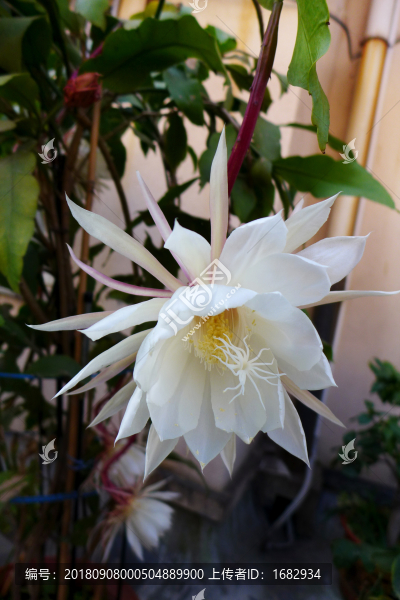 曇花