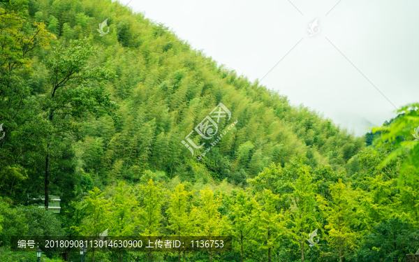 綠色森林背景