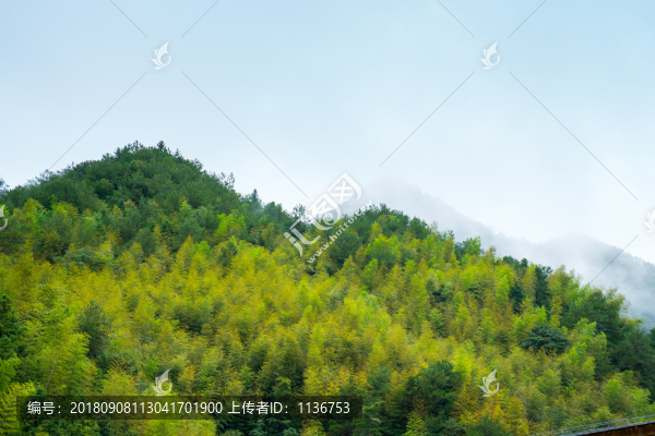綠色森林背景