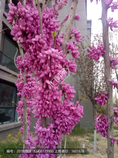 紫荊花