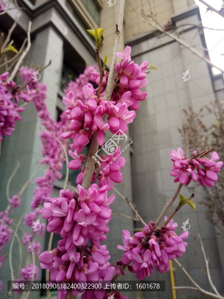 紫荊花